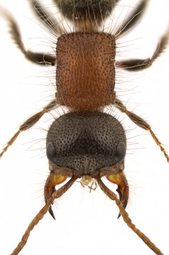 myrmilla lezginica