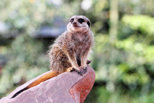 一個(gè)meercat（項(xiàng)目Suricata suricatta）