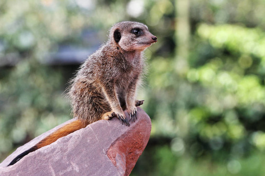 一個(gè)meercat（項(xiàng)目Suricata suricatta）