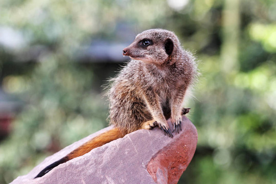 一個(gè)meercat（項(xiàng)目Suricata suricatta）