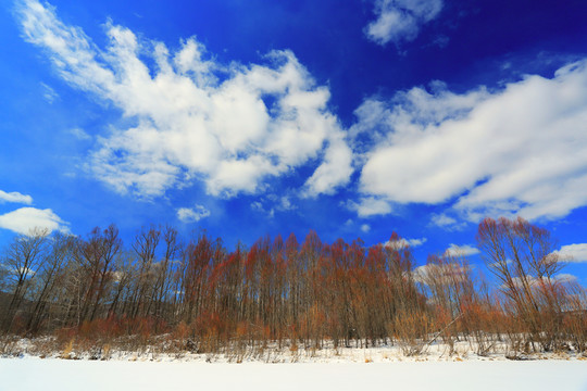 雪原紅柳