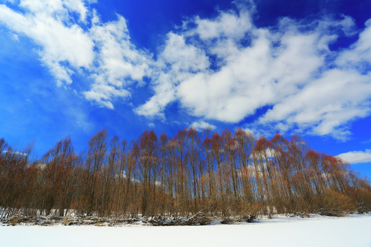 雪原紅柳