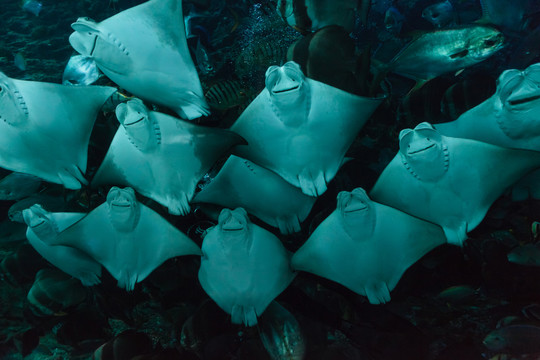 魟魚