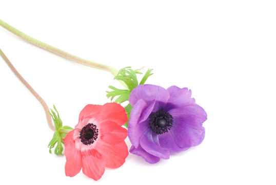 銀蓮花