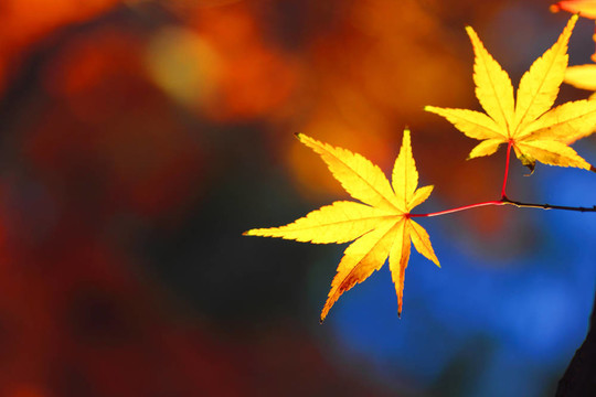 美麗的楓葉