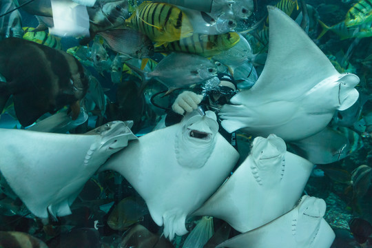 魟魚