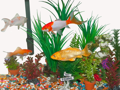 金魚缸