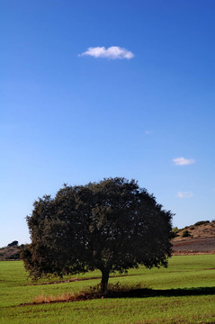 在田野里的橡樹(shù)