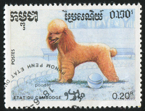 貴賓犬