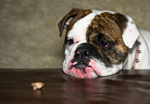 斗牛犬