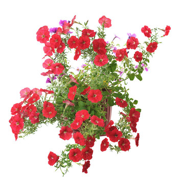 花卉盆栽