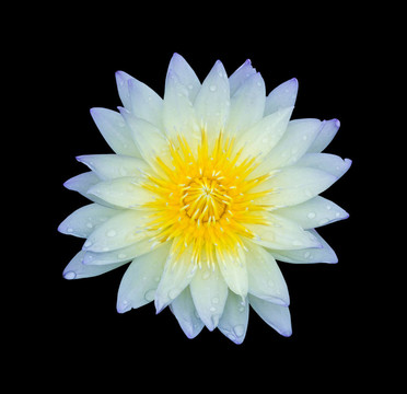 淡藍(lán)蓮