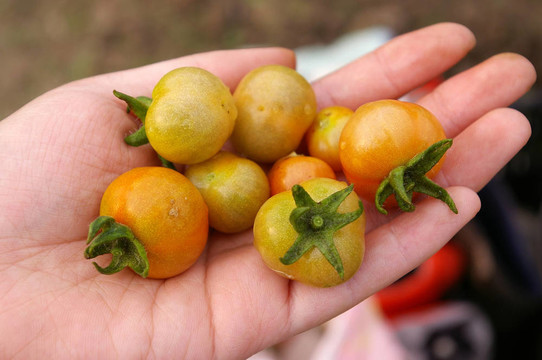 西紅柿在手