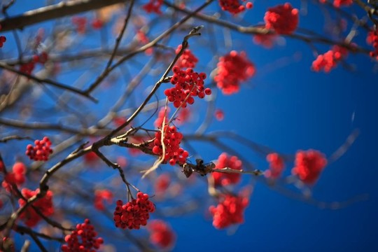 山灰秋天