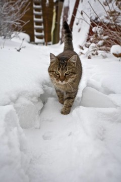 貓的雪