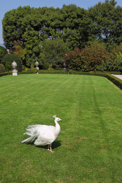 豪華公園里的白孔雀