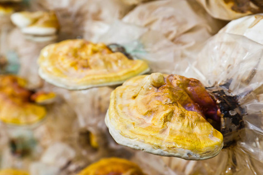 Ganoderma lucidum農(nóng)場(chǎng)