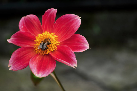 花上的蜜蜂