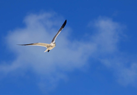 大黑背鷗（Larus marinus）
