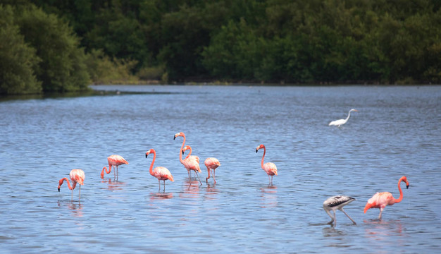 美洲紅鸛（Phoenicopterus ruber）