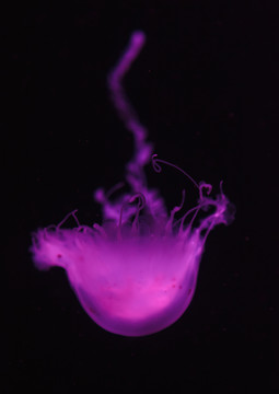 水母