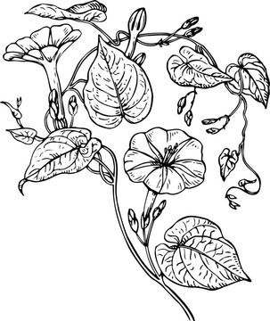 Ipomoea purga（牽?；ǎ? style=