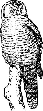 鷹鸮（surnia ulula）