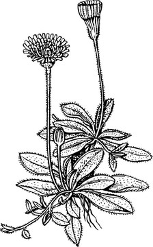 Orange Hawkweed（Hieracium）