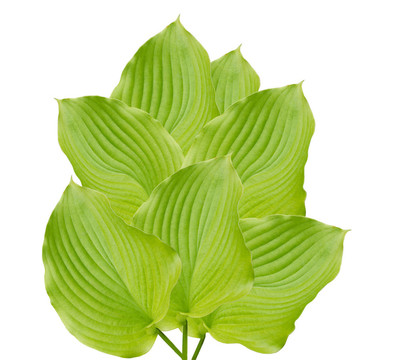美麗的綠色的特點(diǎn)