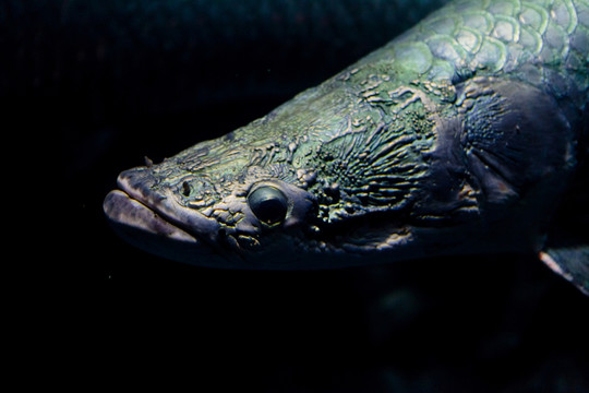 象魚