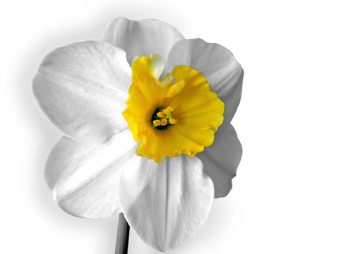 水仙（Narcissus）白色隔離