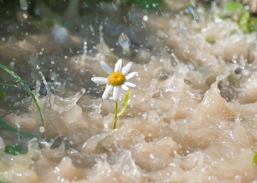 花；雛菊；自然；雨；滴水；水