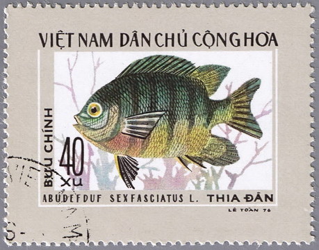 六線豆娘魚