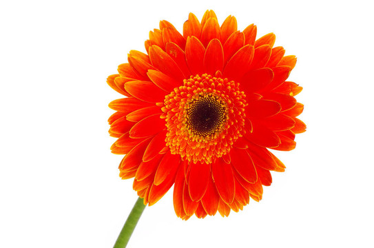 太陽(yáng)花