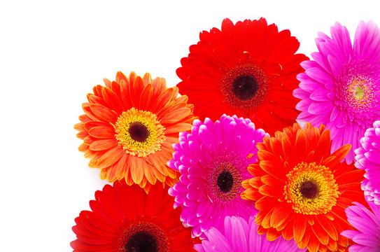 太陽花