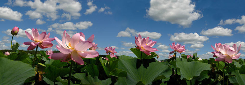 荷花；全景；展望