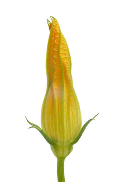 西葫蘆花