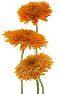 金盞花