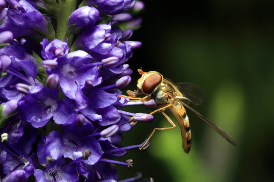 食蚜蝇在蓝色的花