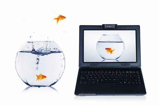 筆記本屏幕上的金魚