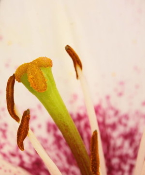 百合花