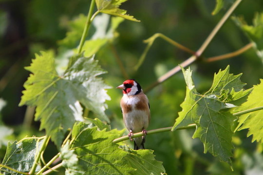 金翅雀；Carduelis carduelis