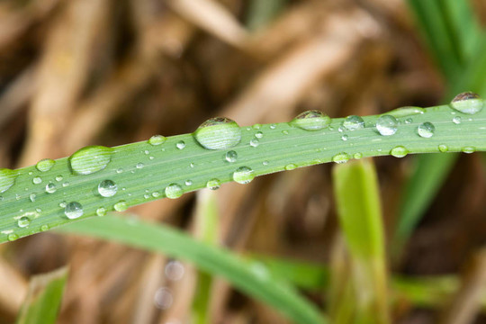 雨在草葉扣分