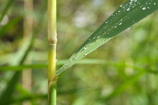 雨在草葉扣分