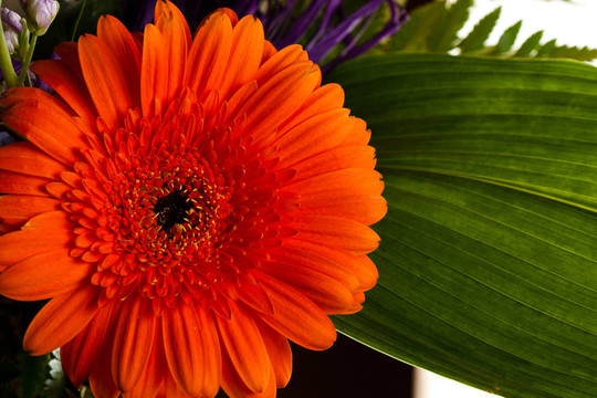 紅色非洲菊雛菊花