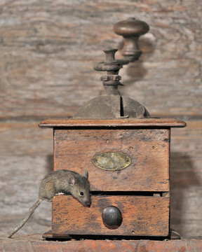 FieldMouse。