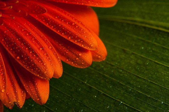 紅色非洲菊雛菊花