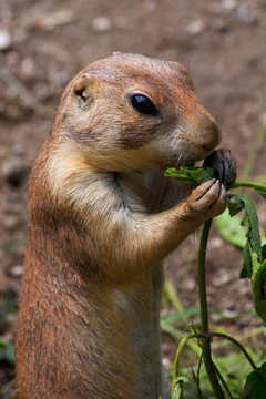 草原狗（cynomis ludovicianus）