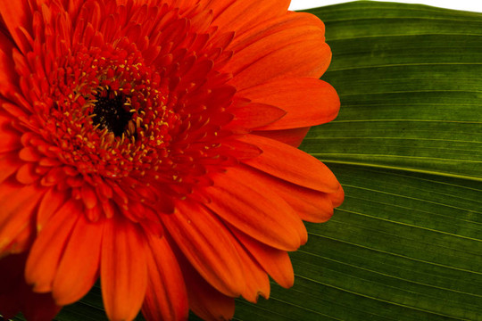 紅色非洲菊雛菊花