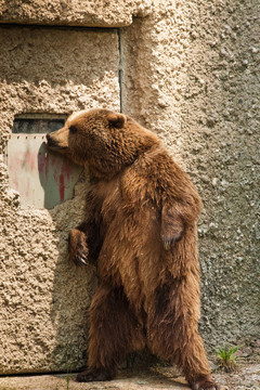 薩爾茨堡動物園的熊畫像